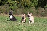 BOULEDOGUE FRANCAIS 629